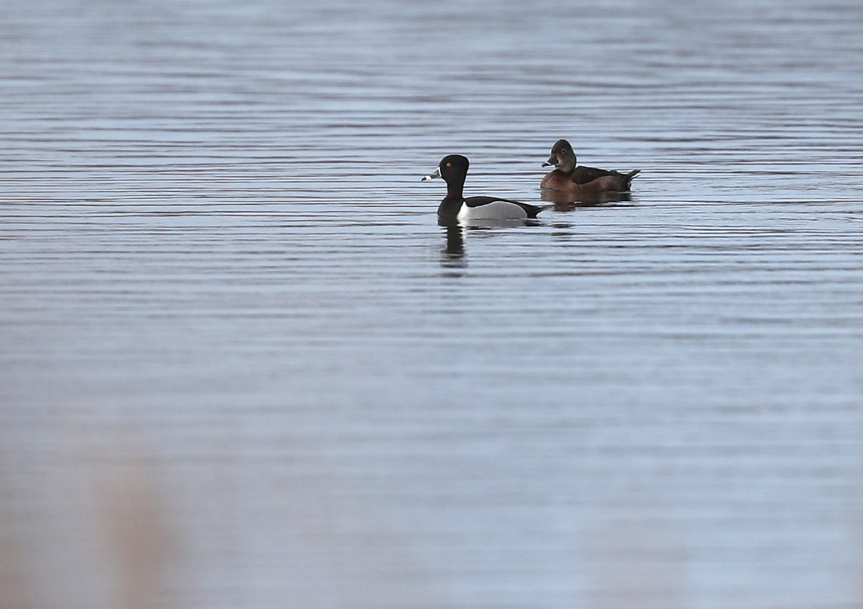 032120bp-wild-art-sweet-marsh-15